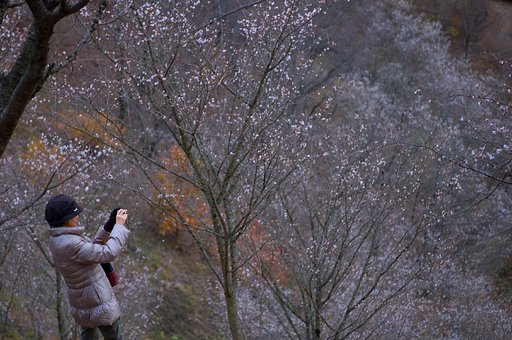 冬桜美人
