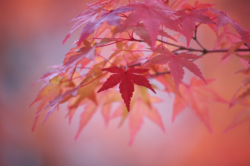 紅一点