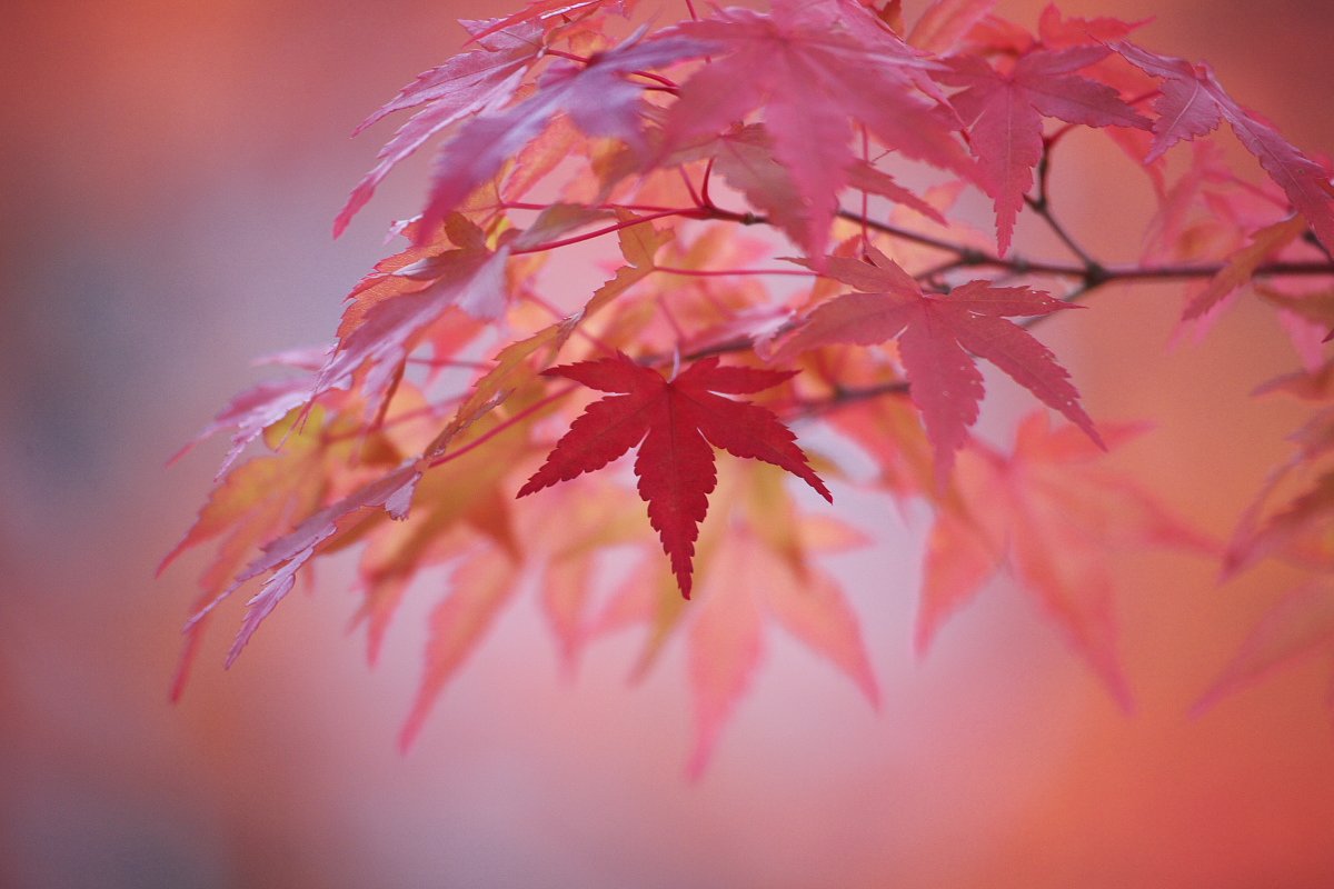 紅一点