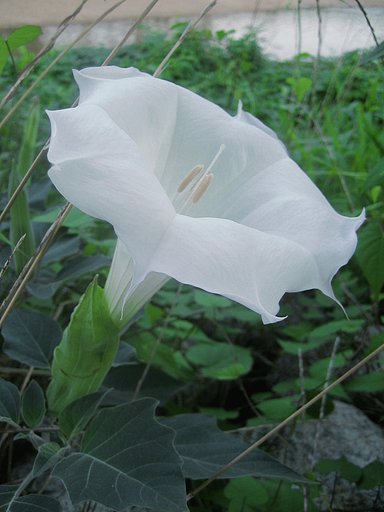 野草に見えない朝鮮朝顔
