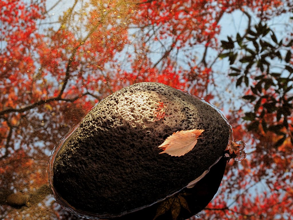 水面の紅葉