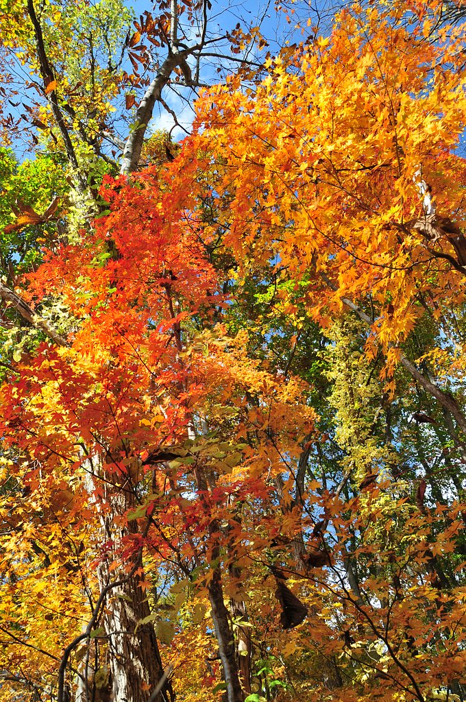 カラフルな紅葉