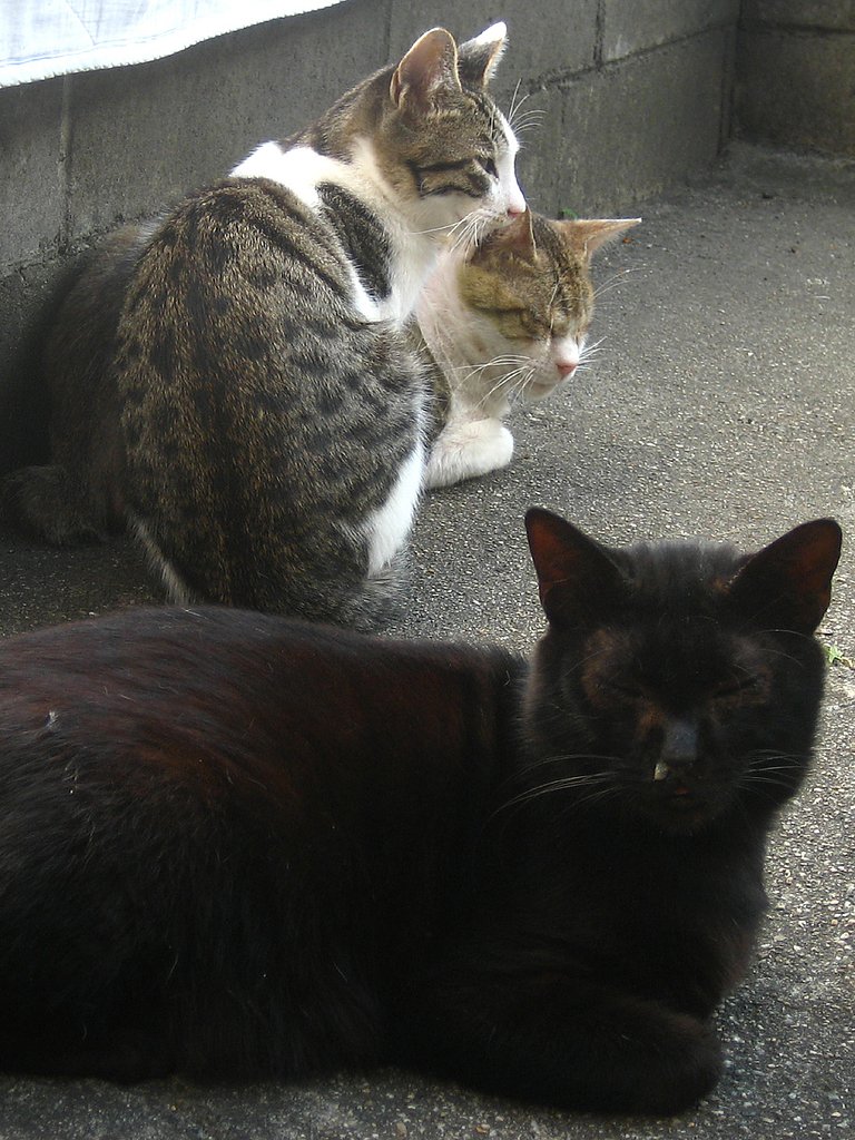 黒【猫】かくれんぼ‥