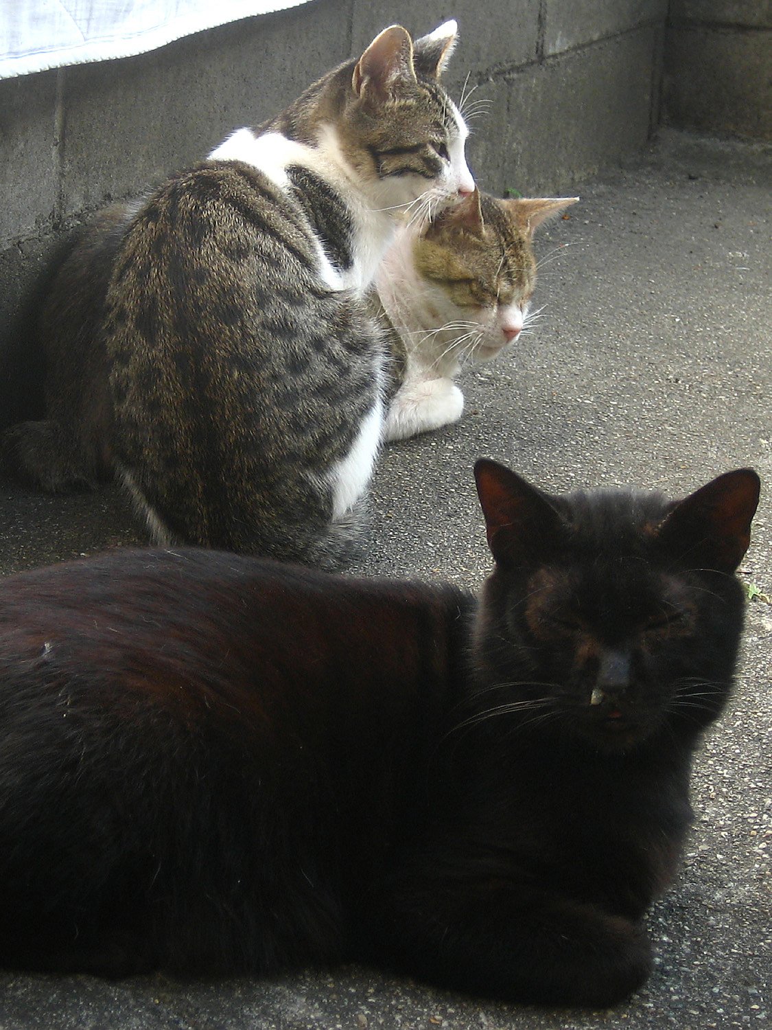 黒【猫】かくれんぼ‥