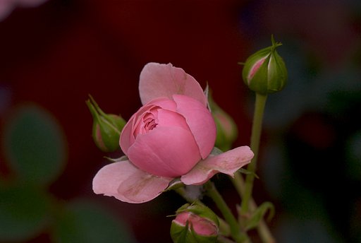街角に咲くミニ薔薇
