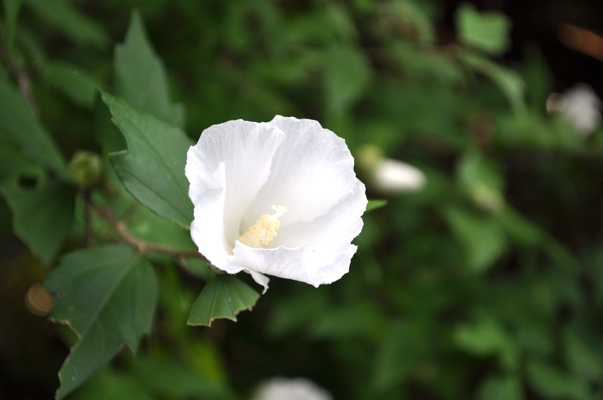白い花