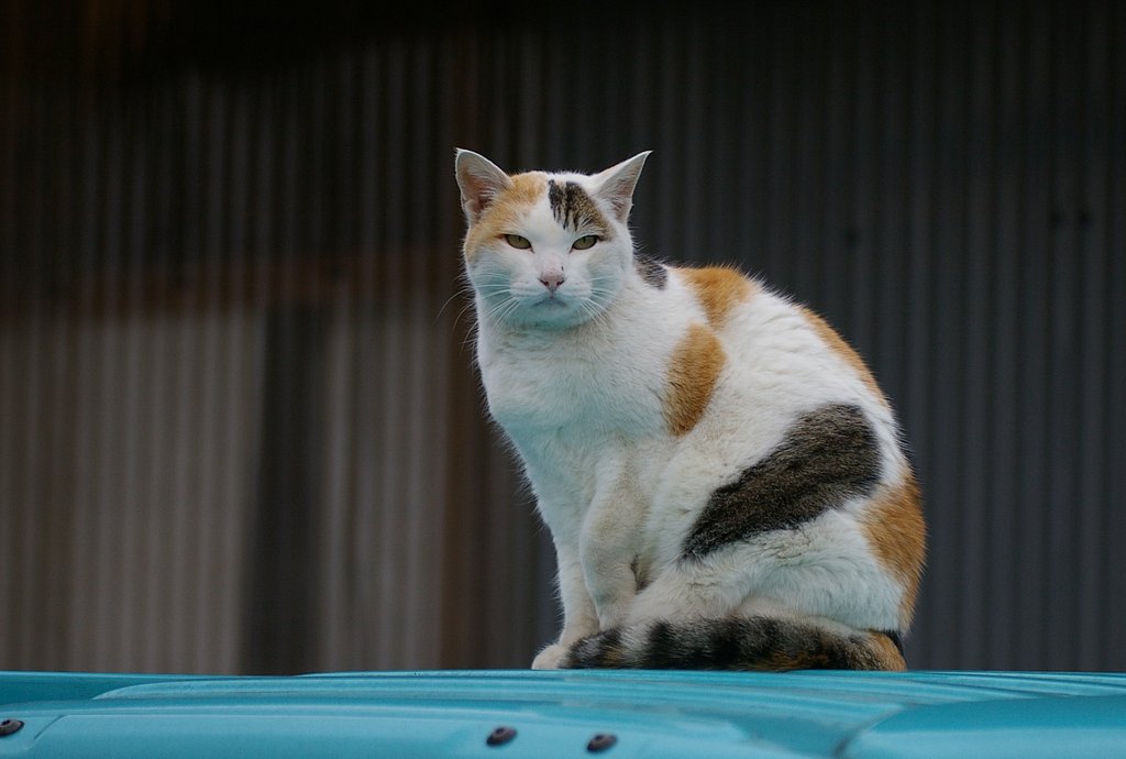 【猫】　三毛猫？