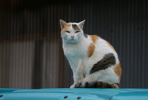 【猫】　三毛猫？