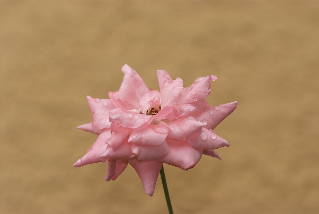 ピンクの薔薇　滴付き