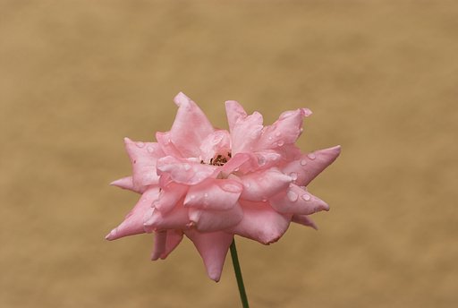 ピンクの薔薇　滴付き