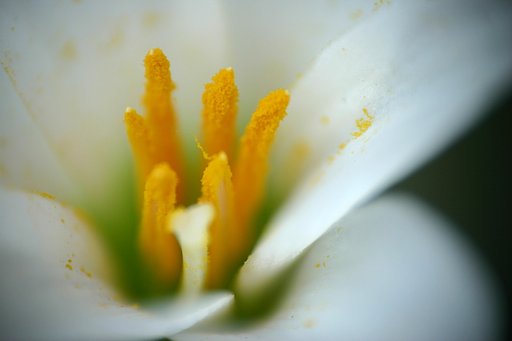 黄色の蕊
