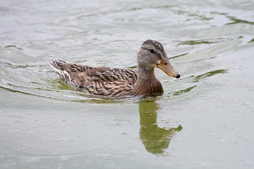 アメリカガモでしょうか？２