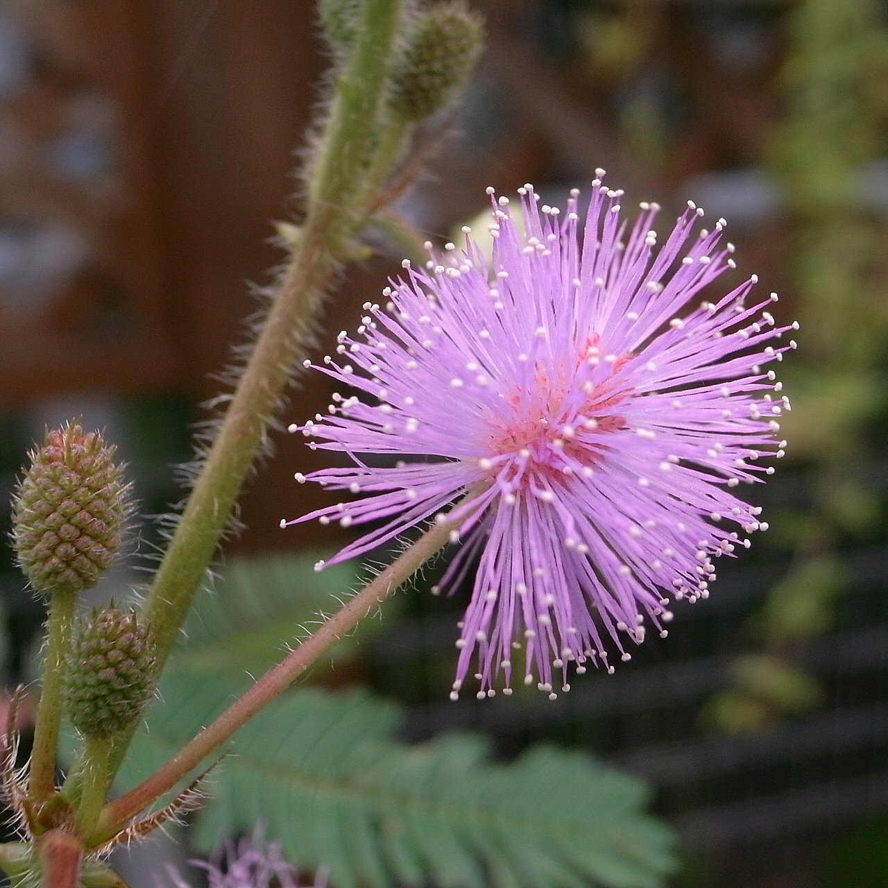 オジギソウの花