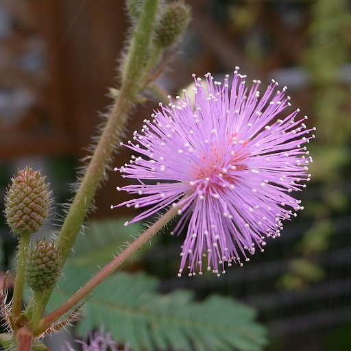 オジギソウの花