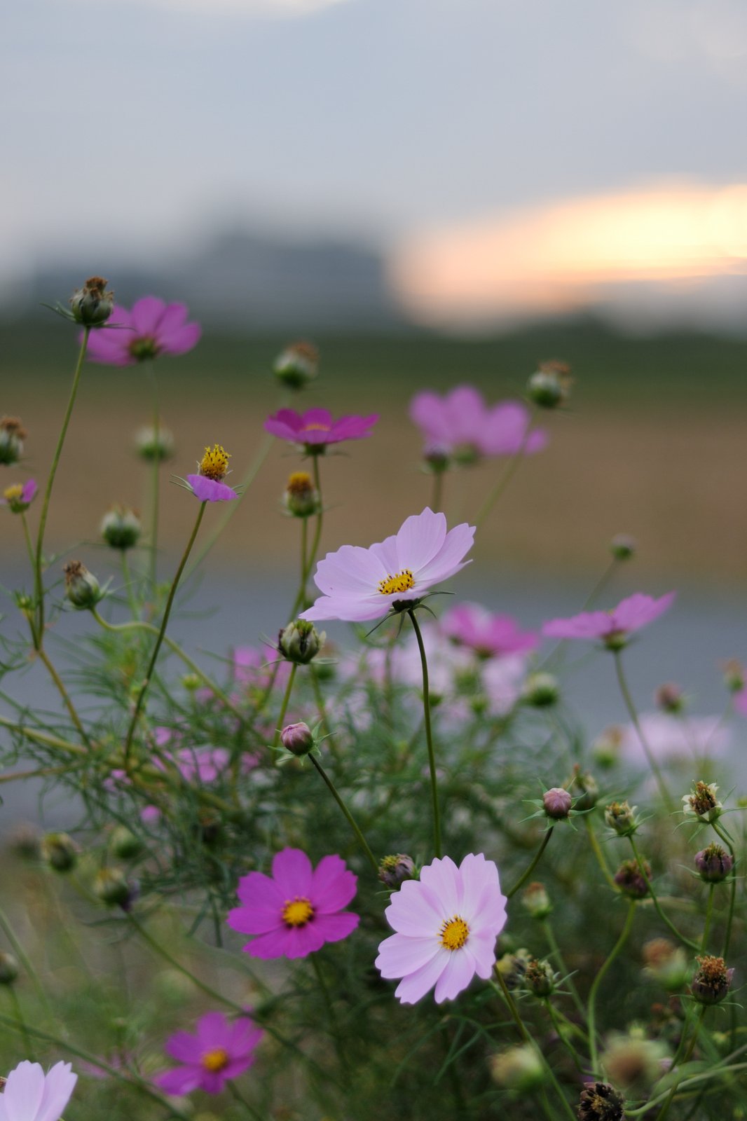 夕暮れのコスモス