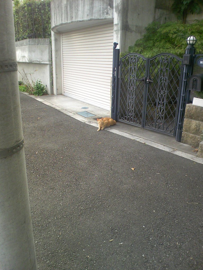 ネコ