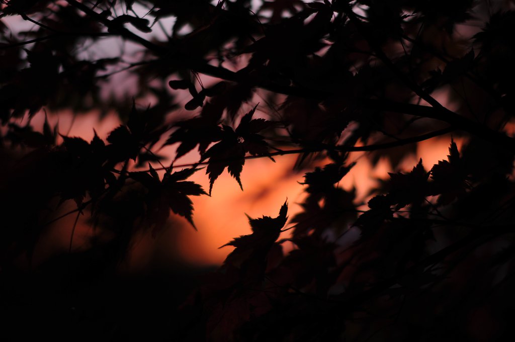 夕暮れ