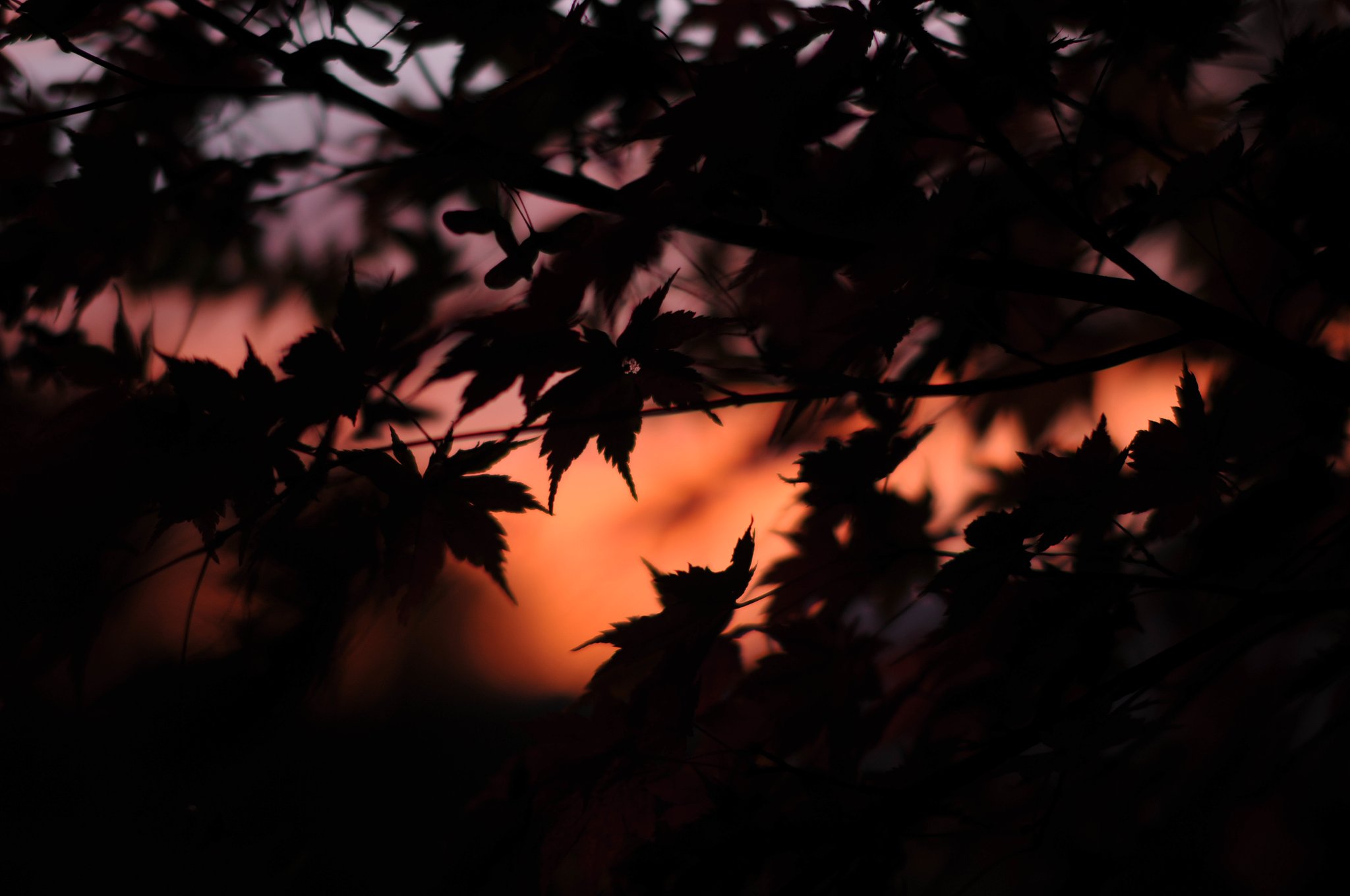 夕暮れ