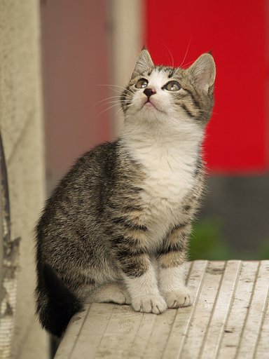 【猫】　視線の先は