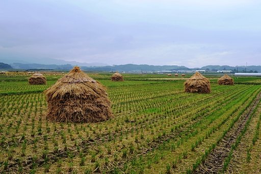 田んぼにて