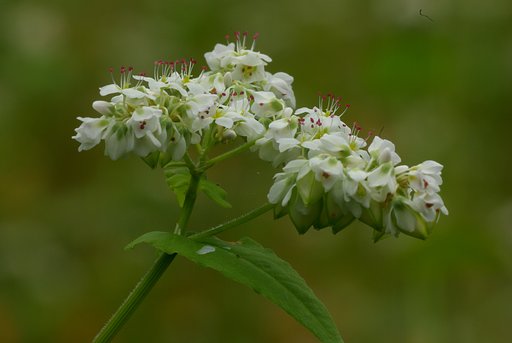 白い蕎麦の花