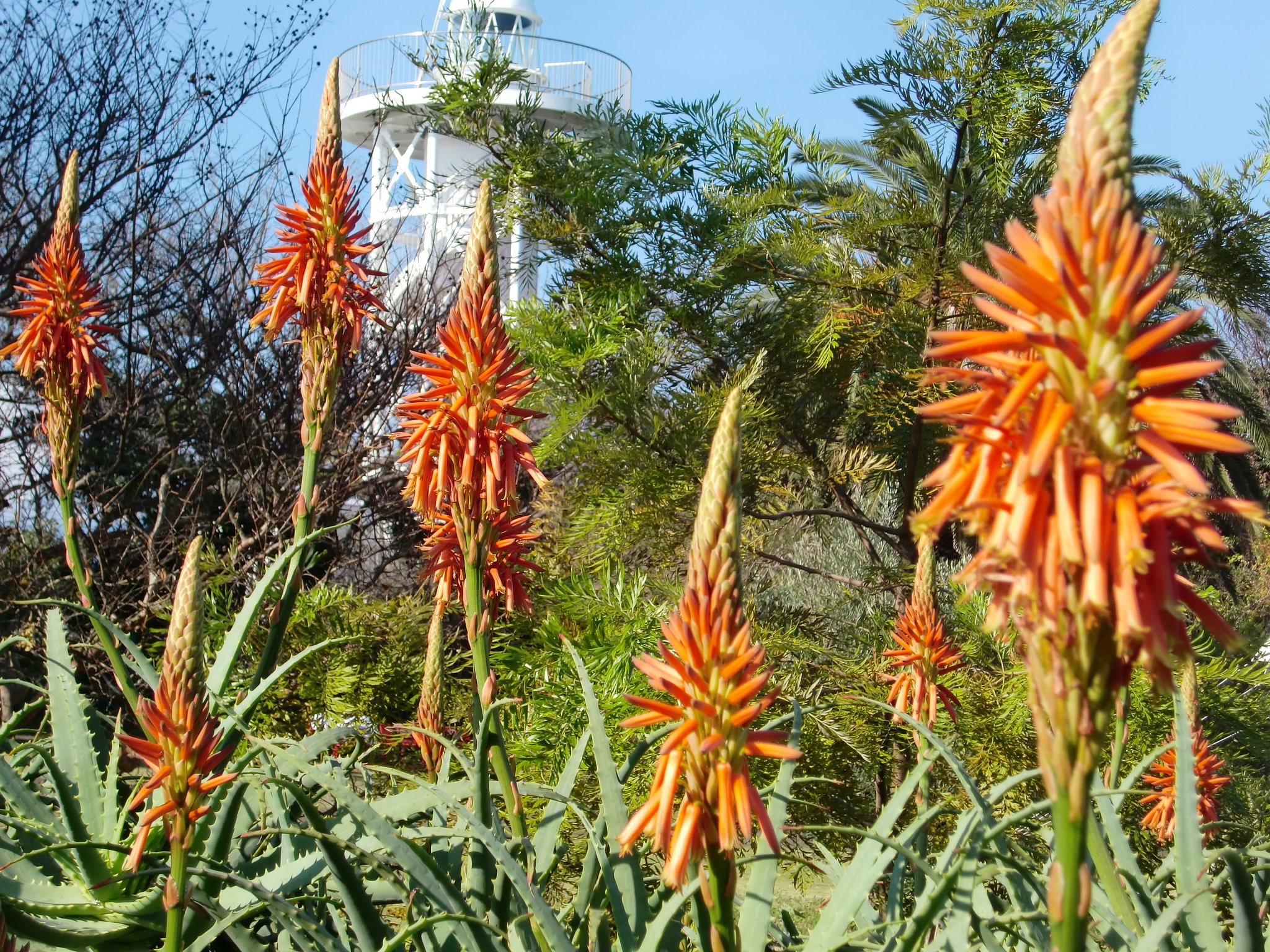 アロエの花‘アジアンガーデン’８