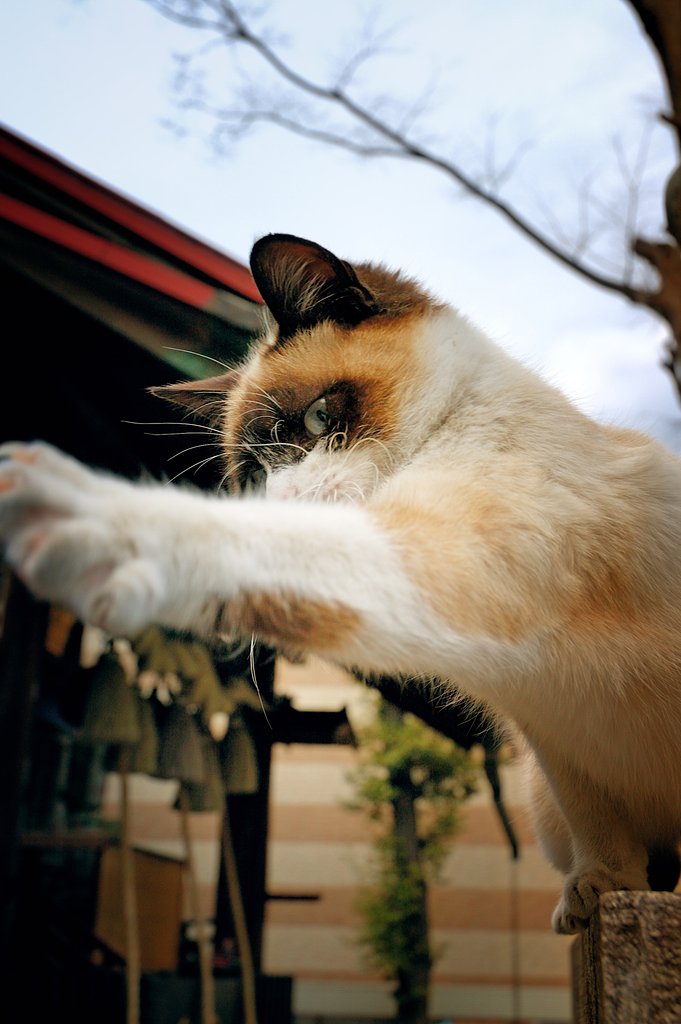 【猫】　獣