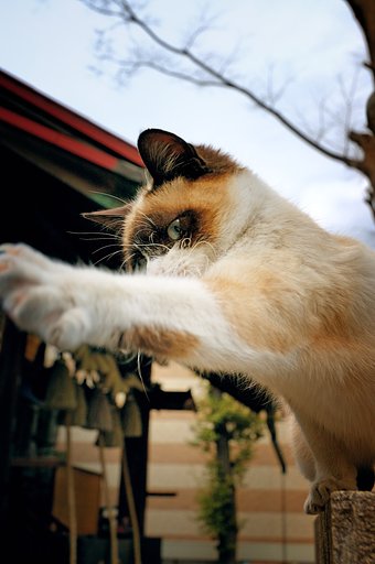 【猫】　獣