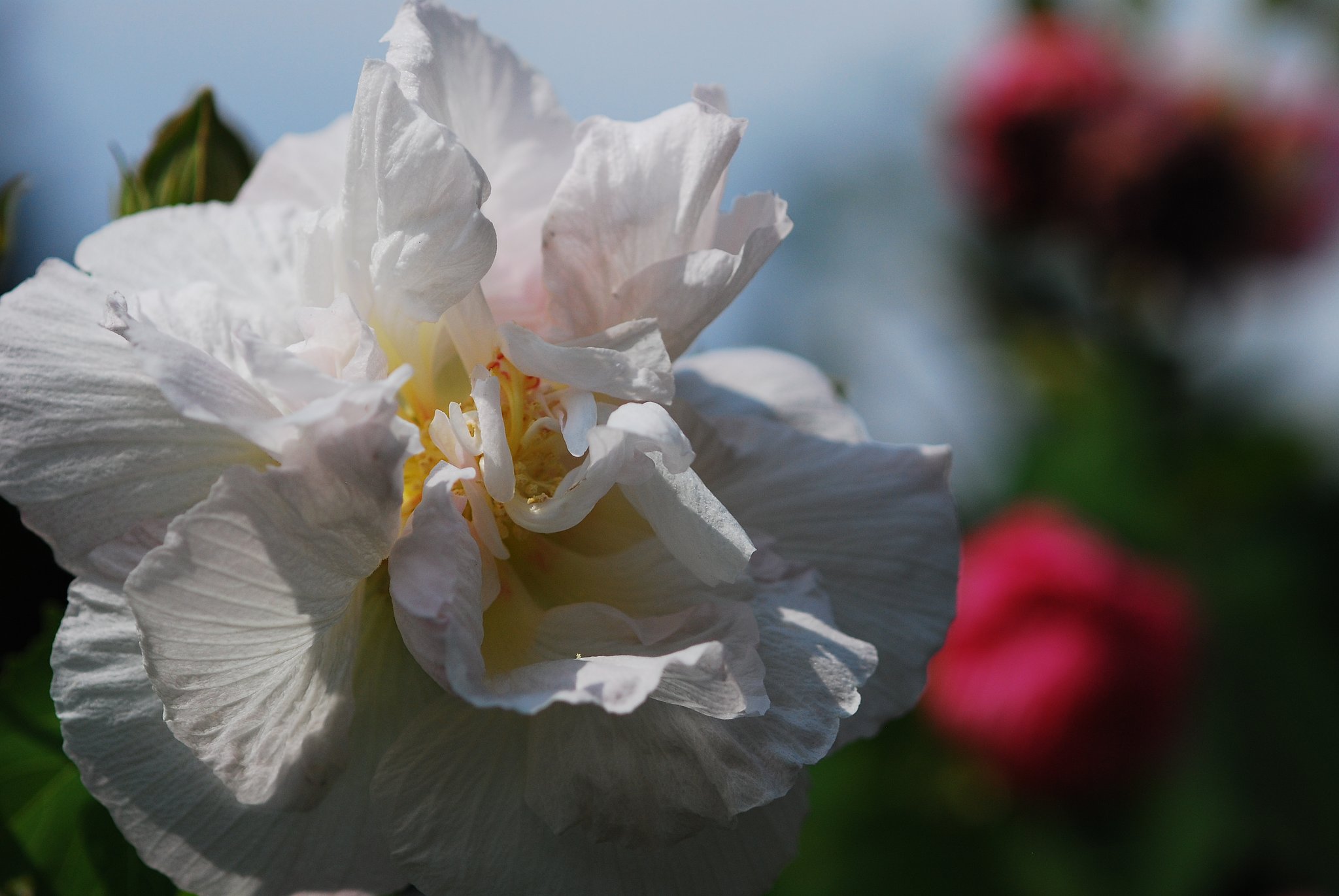 お昼前の酔芙蓉（スイフヨウ）