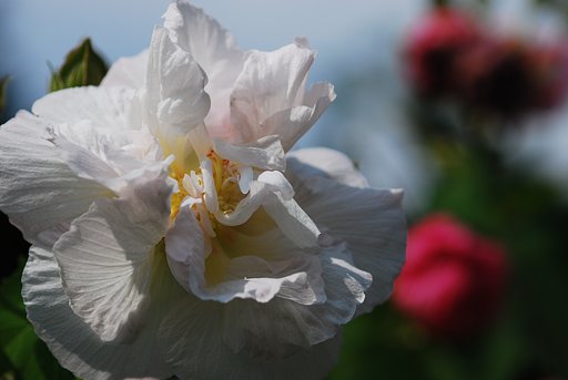 お昼前の酔芙蓉（スイフヨウ）