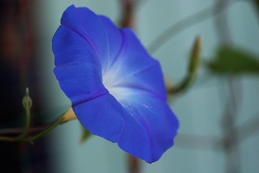 朝顔