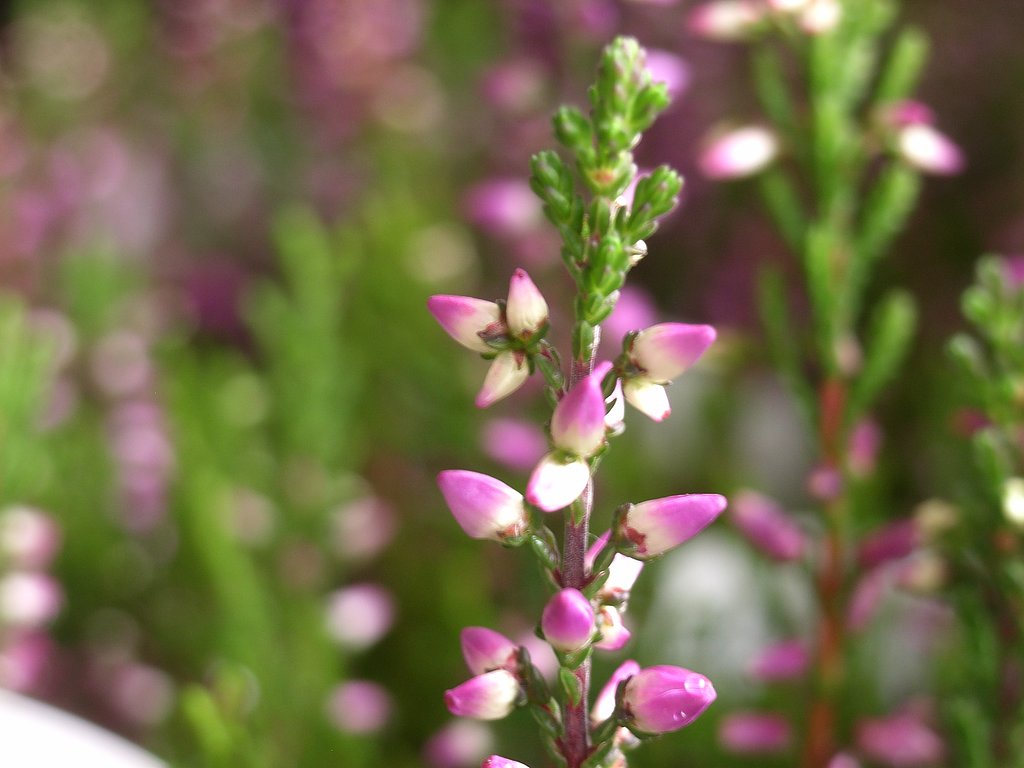 小さい花