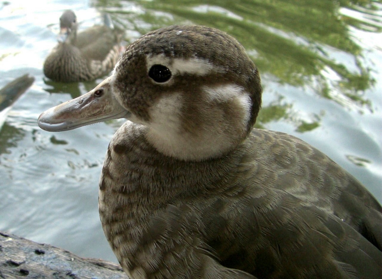 【水】鳥
