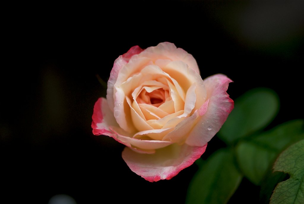 薔薇Ver2