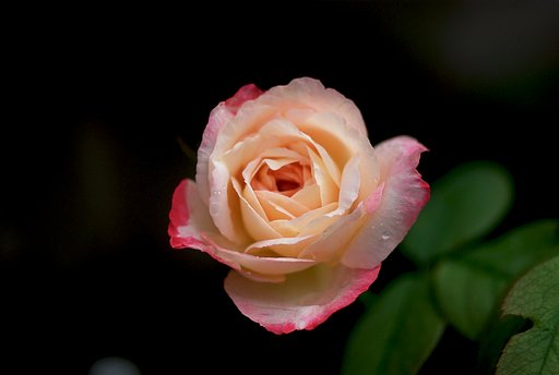 薔薇Ver2