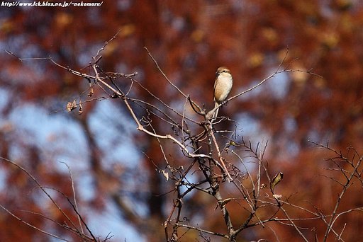 黄昏の百舌鳥