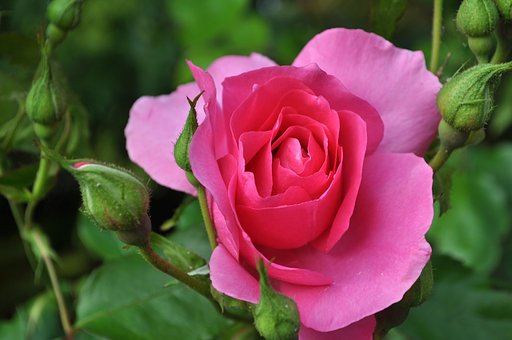 こんばんは薔薇です
