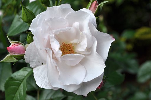 白い薔薇