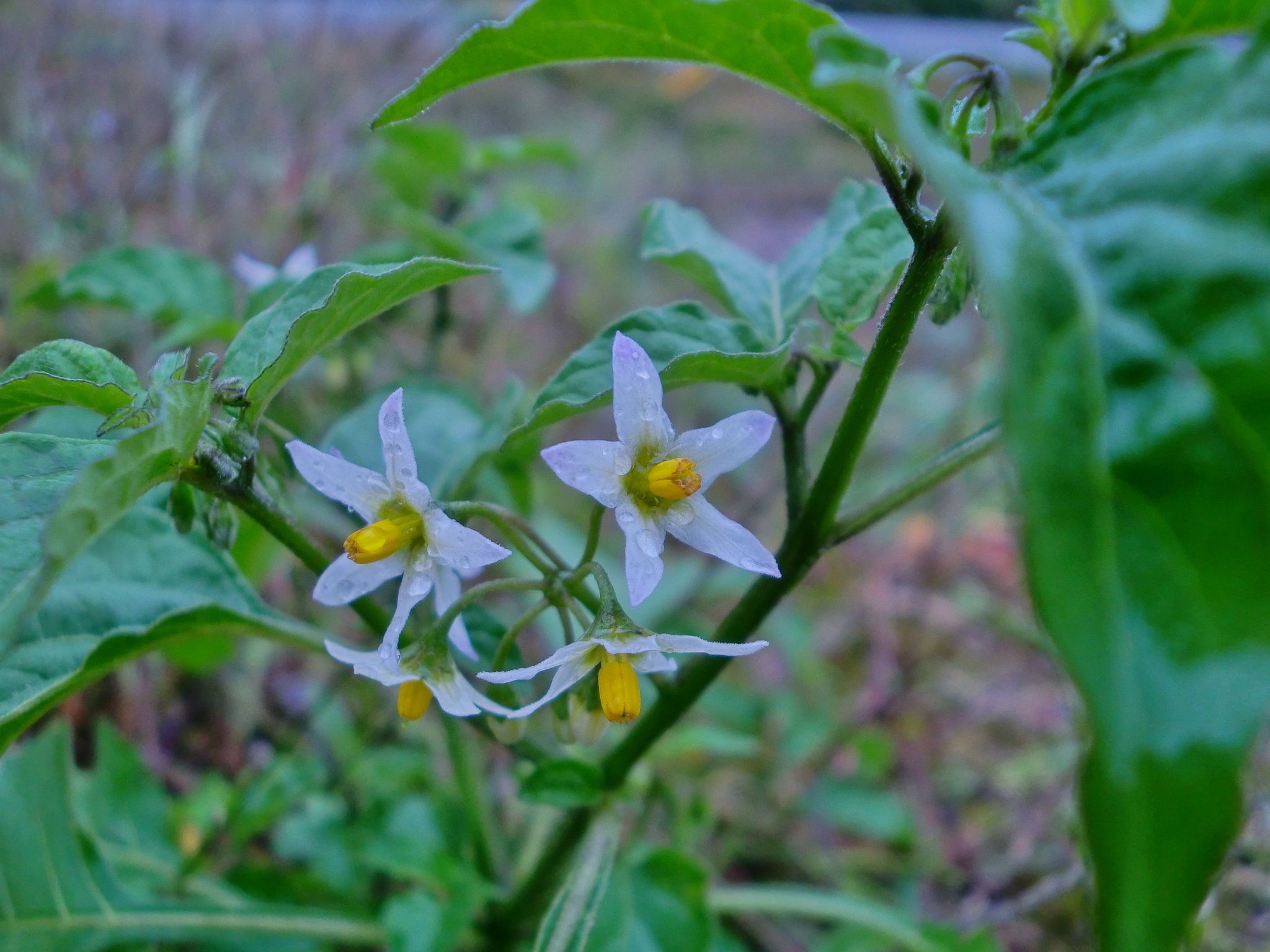 ナスの花に似た雑草の花