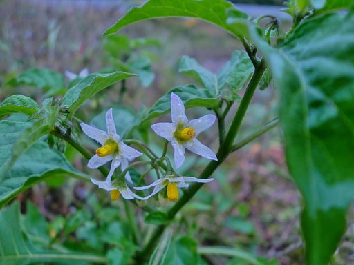ナスの花に似た雑草の花