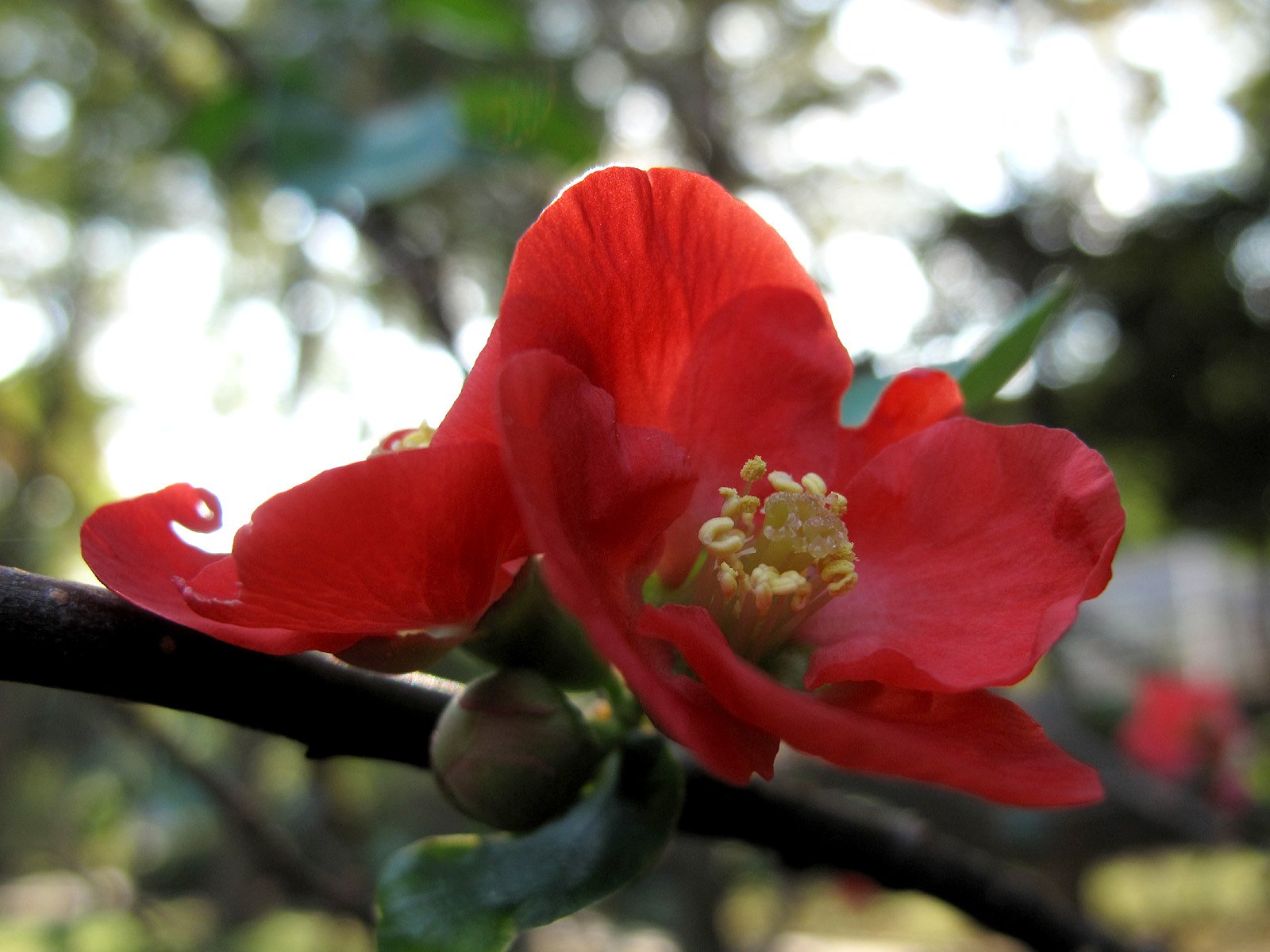 まだ咲いてる花