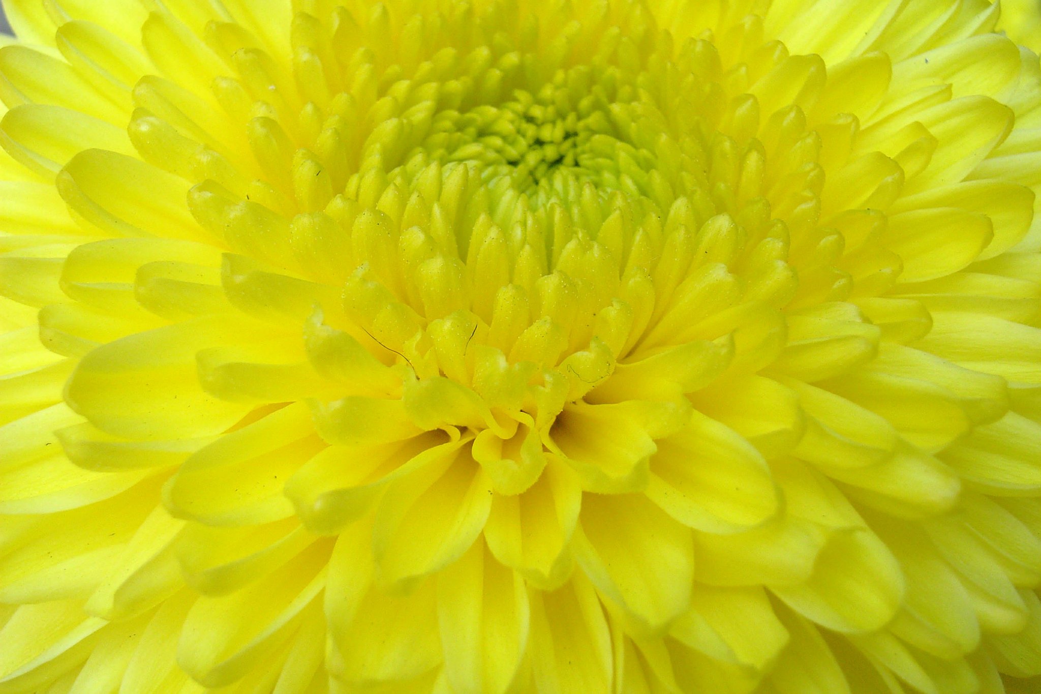 はい　私も　お菊です