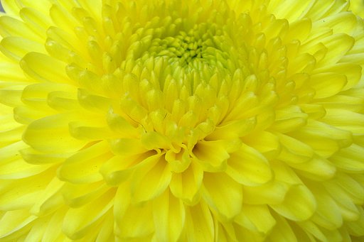 はい　私も　お菊です
