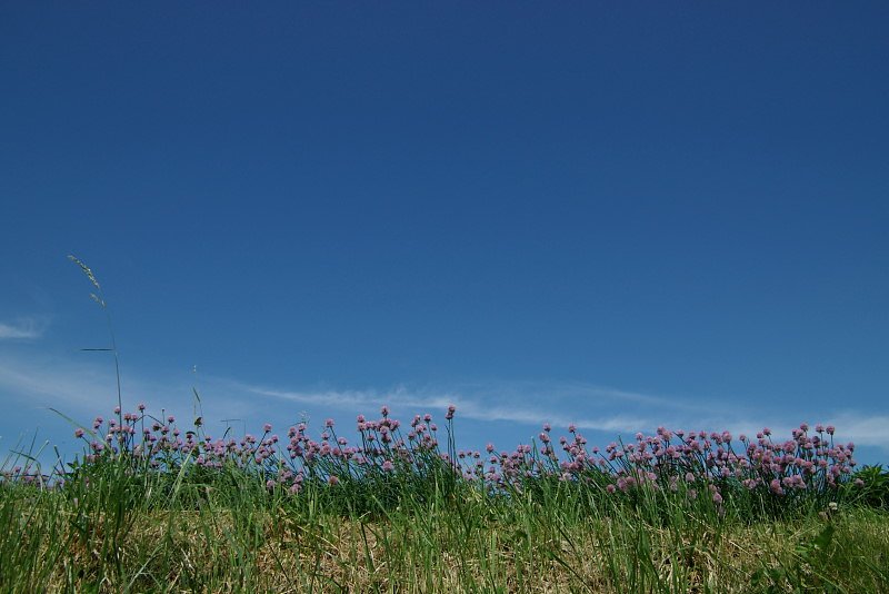 深い初夏の空