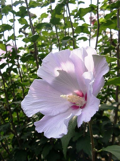 ◆近所の薄紫のムクゲ