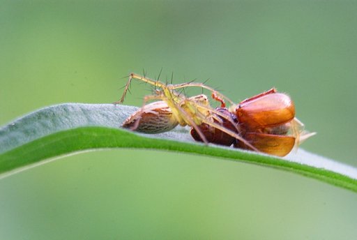 驚異の怪力２