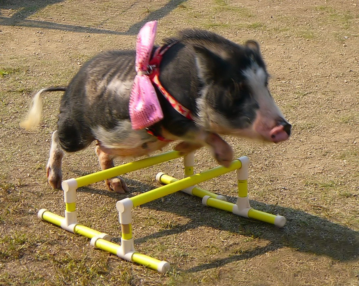 芸達者なミニ豚ちゃん！