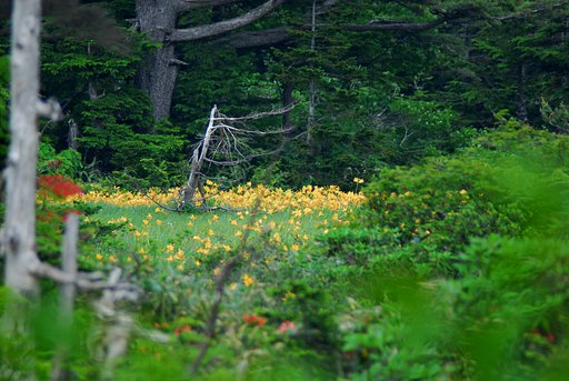 秘密の花園