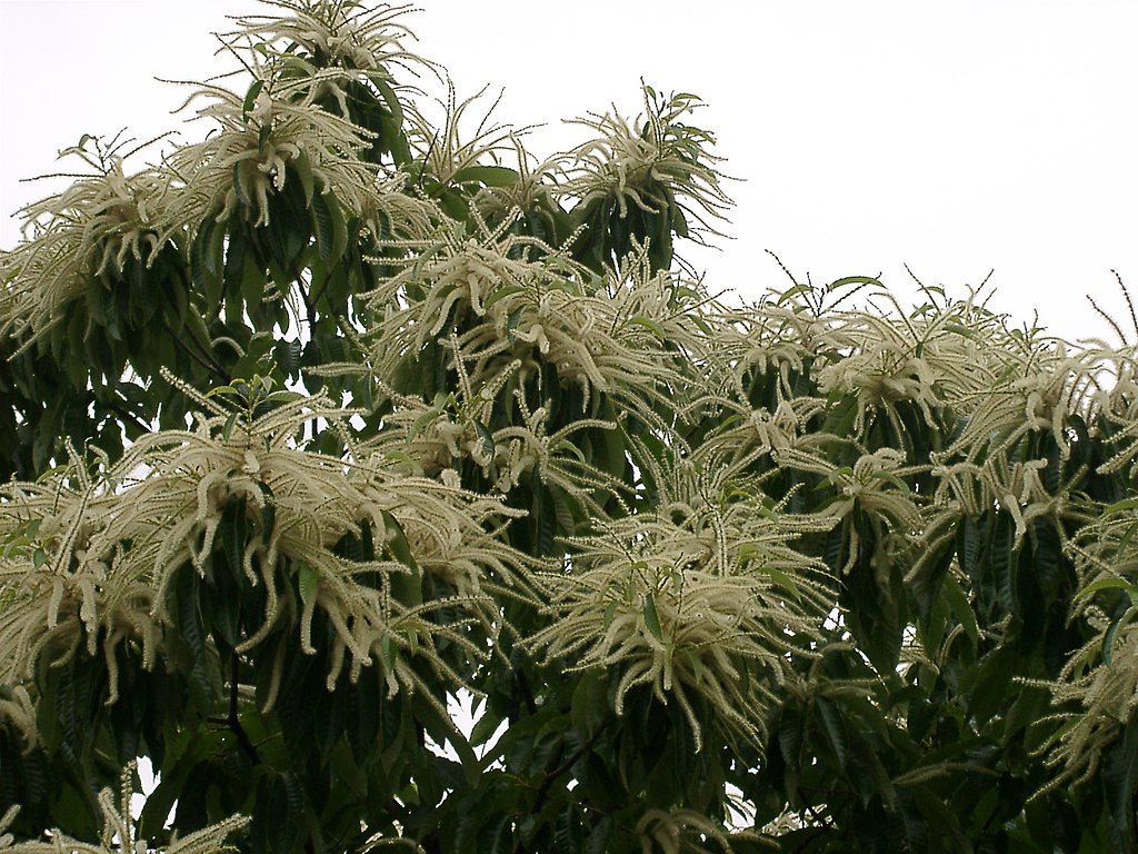 ▼近所のクリの花