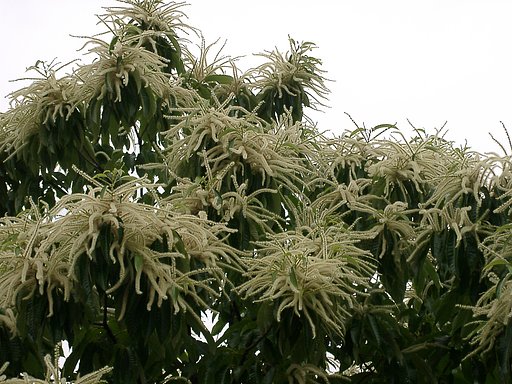 ▼近所のクリの花